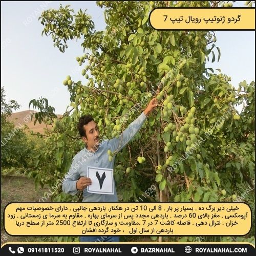 خرید نهال گردو ژنوتیپ رویال تیپ ۷