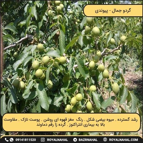 خرید نهال گردو جمال (پیوندی)