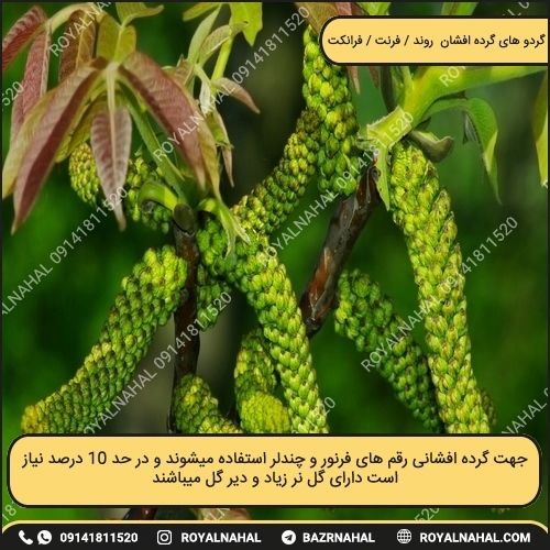 خرید مجموعه نهال گردو های گرده افشان (روند - فرنت - فرانکت) (پیوندی)