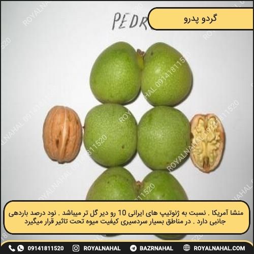 خرید نهال گردو پدرو (پیوندی)