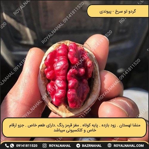 خرید نهال گردو توسرخ
