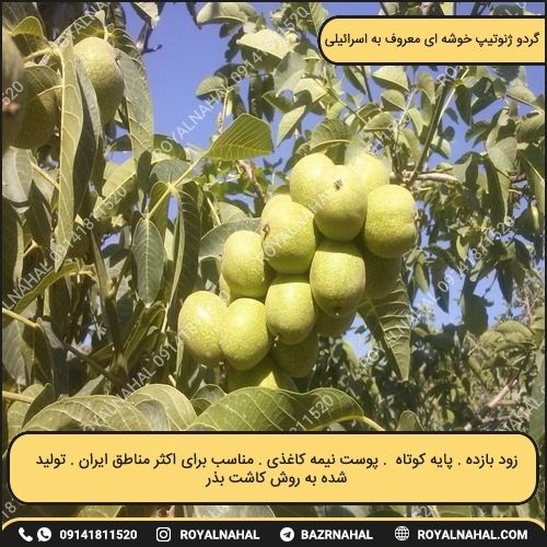 خرید نهال گردو ژنوتیپ خوشه ای معروف به اسرائیلی