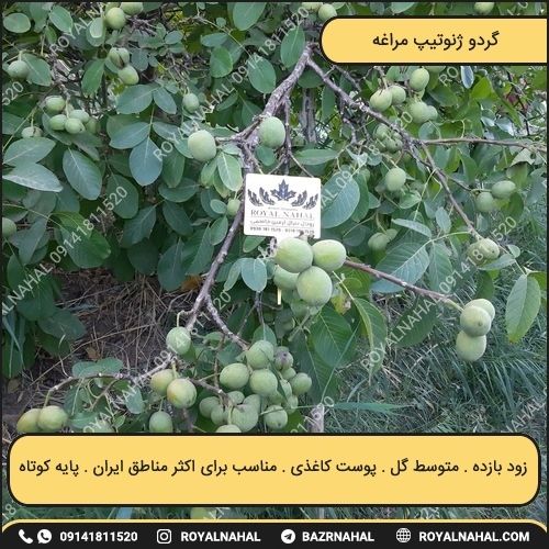 خرید نهال گردو ژنوتیپ مراغه