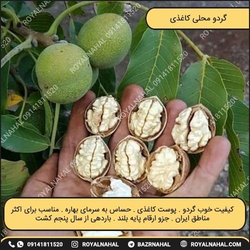 خرید نهال گردو محلی کاغذی