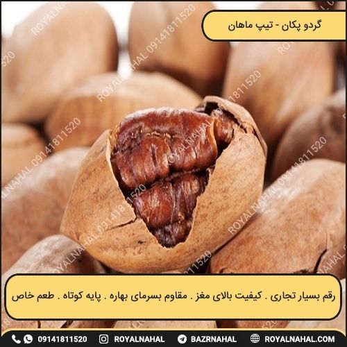 خرید نهال گردو پکان (تیپ ماهان)