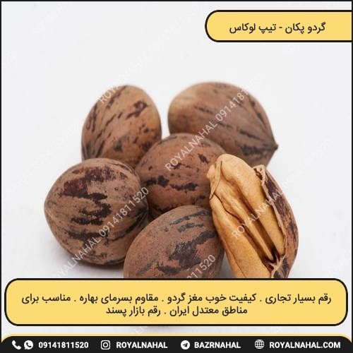 خرید نهال گردو پکان (تیپ لوکاس)