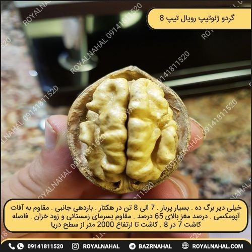 خرید نهال گردو ژنوتیپ رویال تیپ ۸