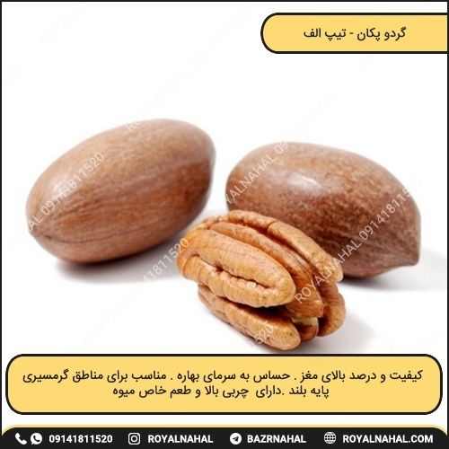 خرید نهال گردو پکان (تیپ الف)
