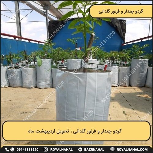 خرید نهال گردو چندلر و فرنور گلدانی