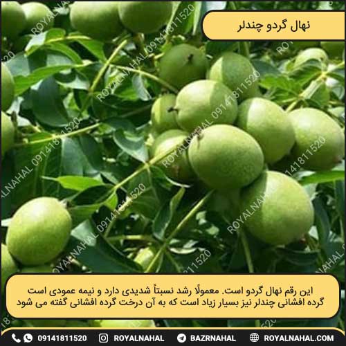 نهال گردو چندلر