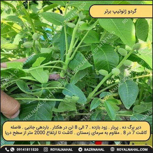 خرید نهال گردو ژنوتیپ برتر