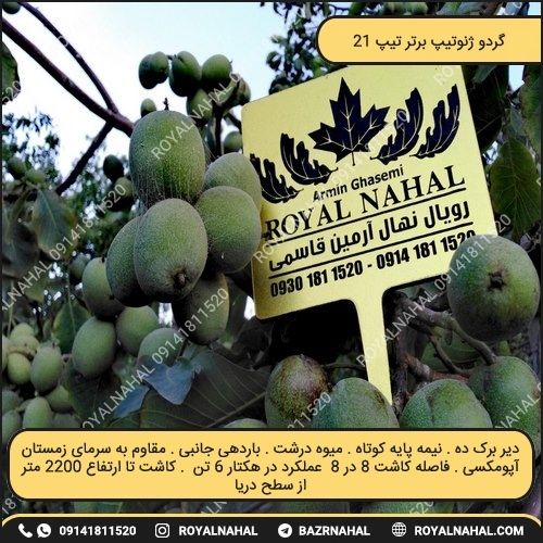 خرید نهال گردو ژنوتیپ برتر تیپ ۲۱