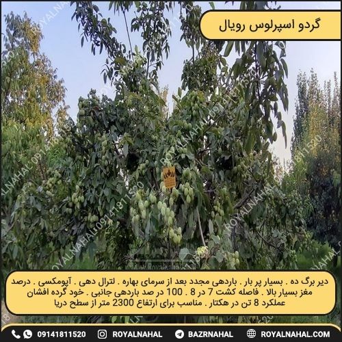 خرید نهال گردو اسپرلوس رویال