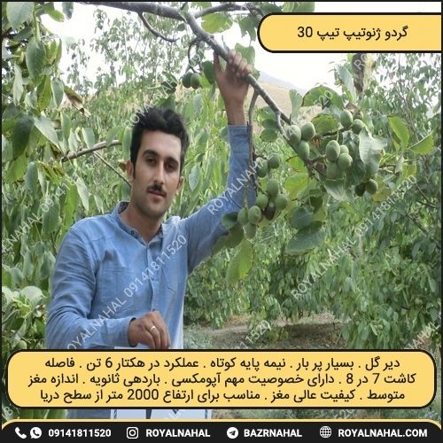 خرید نهال گردو ژنوتیپ تیپ ۳۰