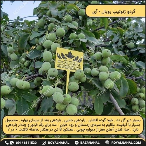 خرید نهال گردو ژنوتیپ رویال (آی)