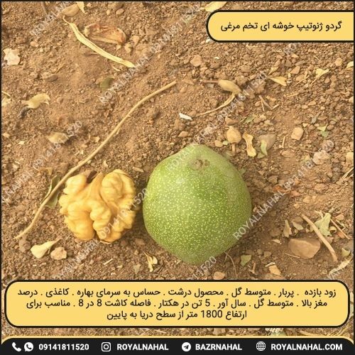 خرید نهال گردو ژنوتیپ خوشه ای تخم مرغی